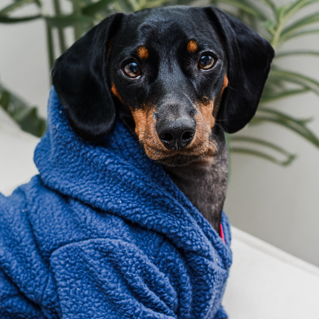 Chiporro para perro Chiperro Azul burdeo