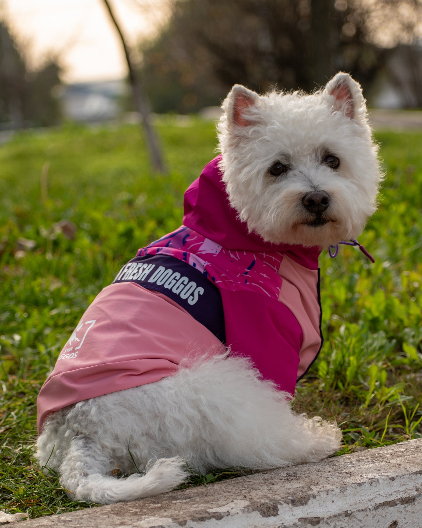 Impermeable para Perros Stay Wild – Fresh Doggos Rosado/Fucsia/Morado 🐶🌧️