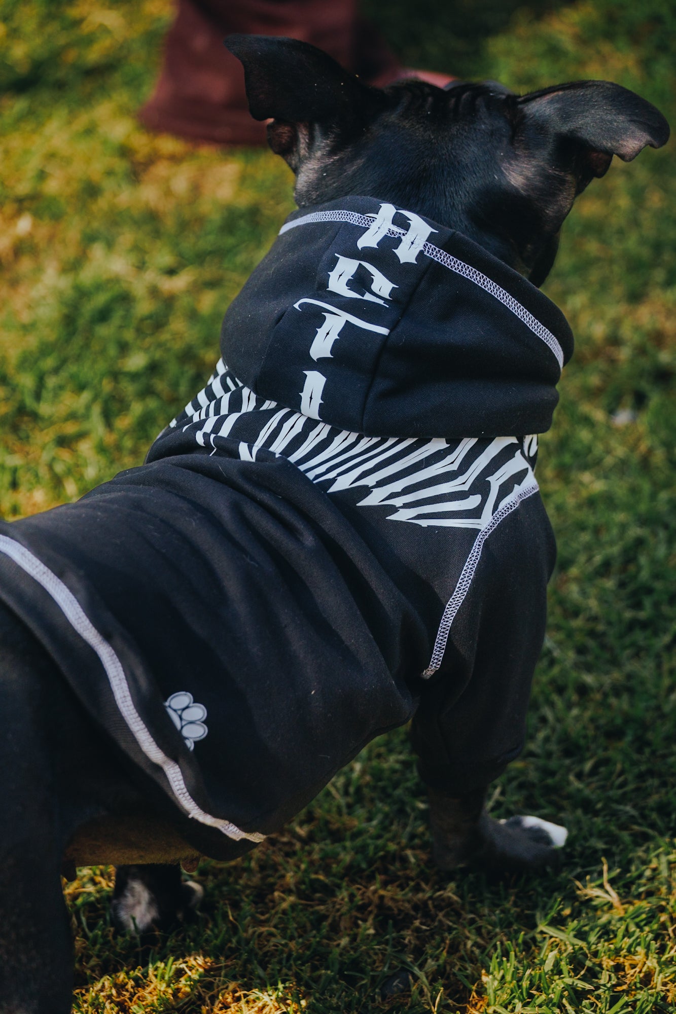 Polerón de Algodón para Perros - Colección FD26 | Colores de Temporada y Estampados Exclusivos FD26 — Blaze Edition