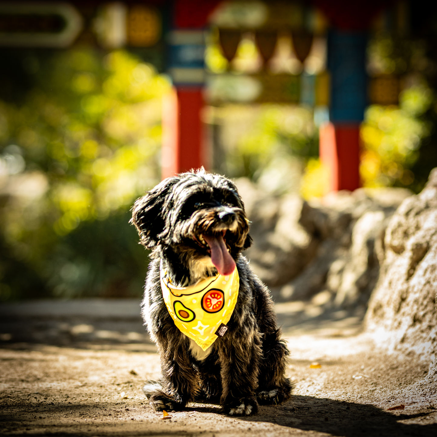 Pañuelo Bandana para perros Complerrito