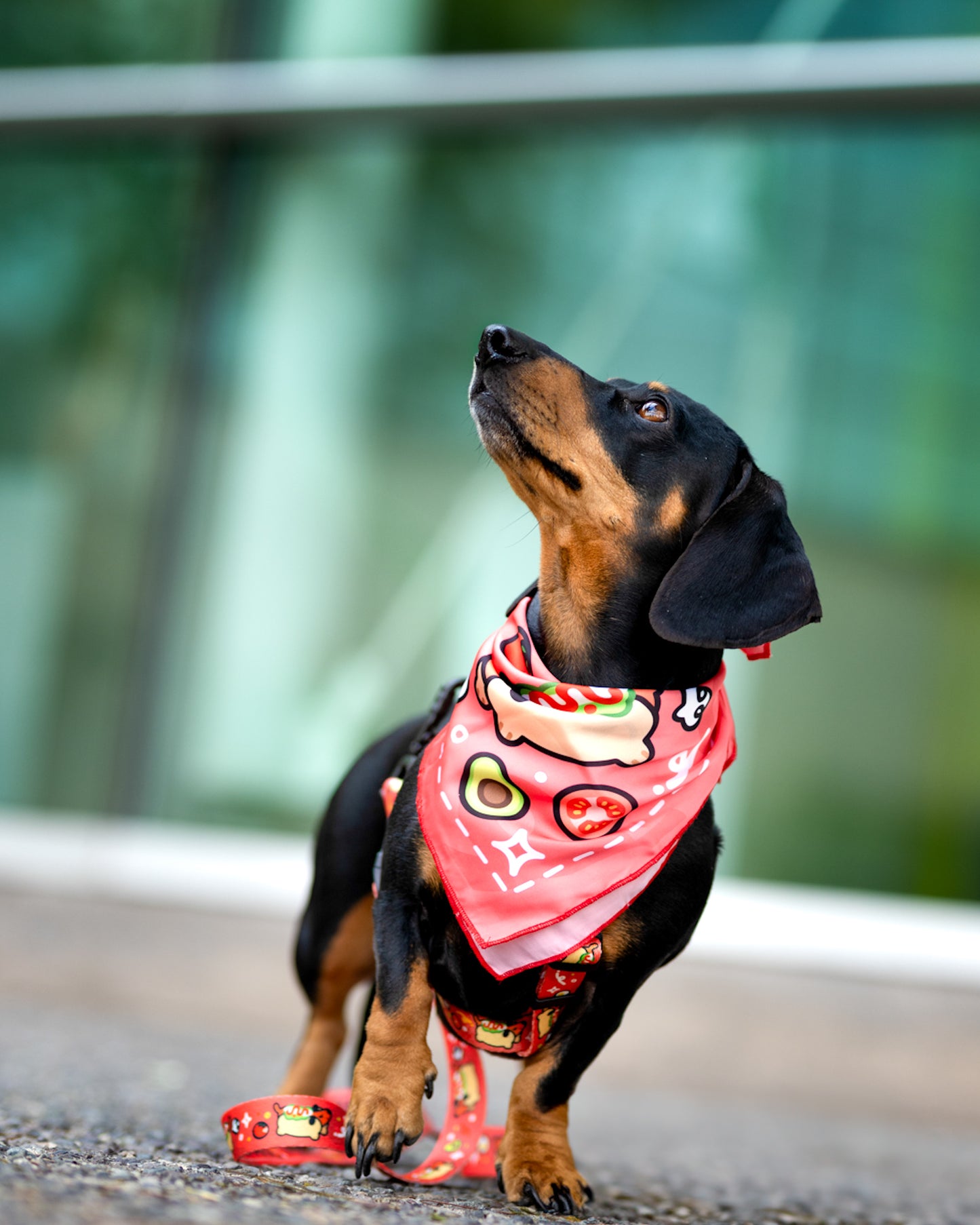 Pañuelo Bandana para perros Complerrito