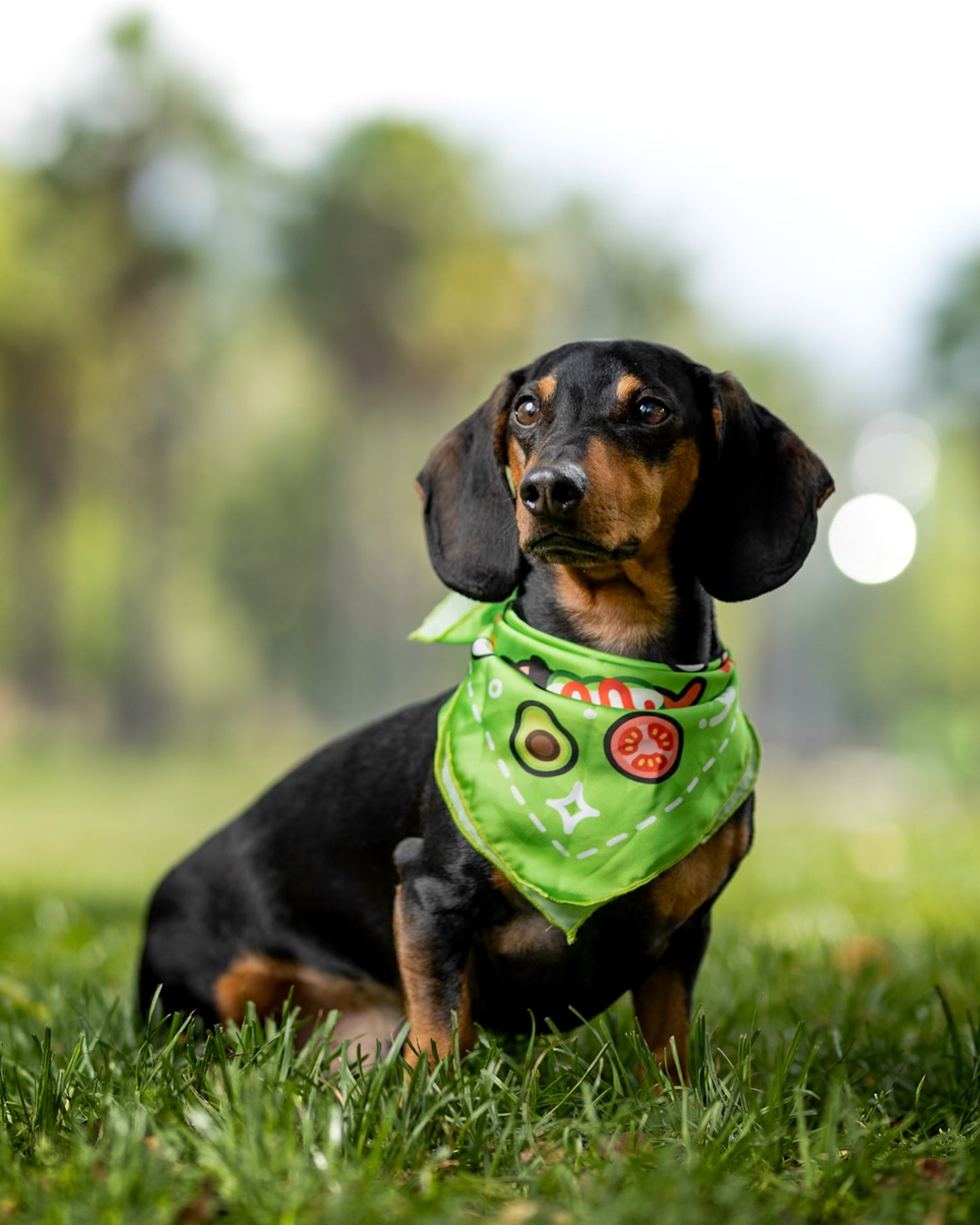 Pañuelo Bandana para perros Complerrito