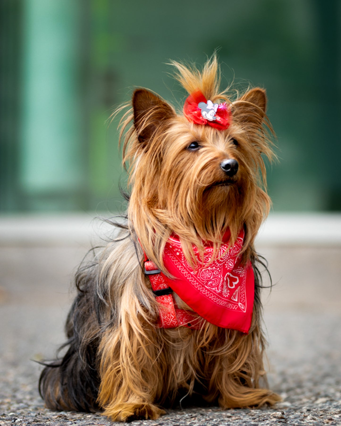 Pañuelo Bandana para perros Fresh Paliacate