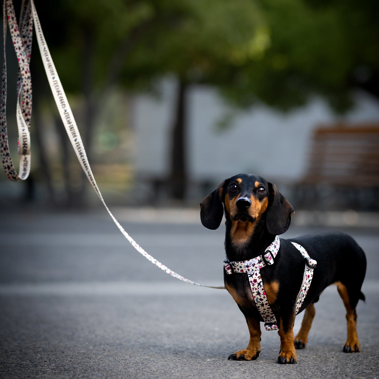 Arnés H, collares, correas de paseo Fresh Doggos 2025