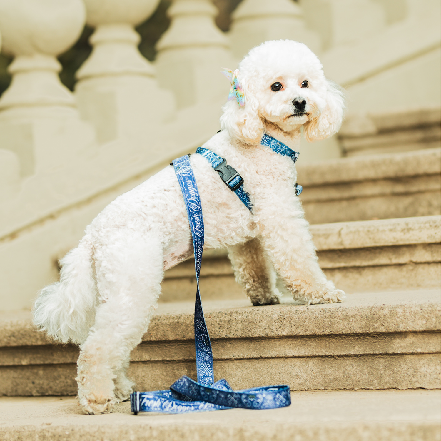 Arneses H, collares y correas de paseo Fresh Paliacate