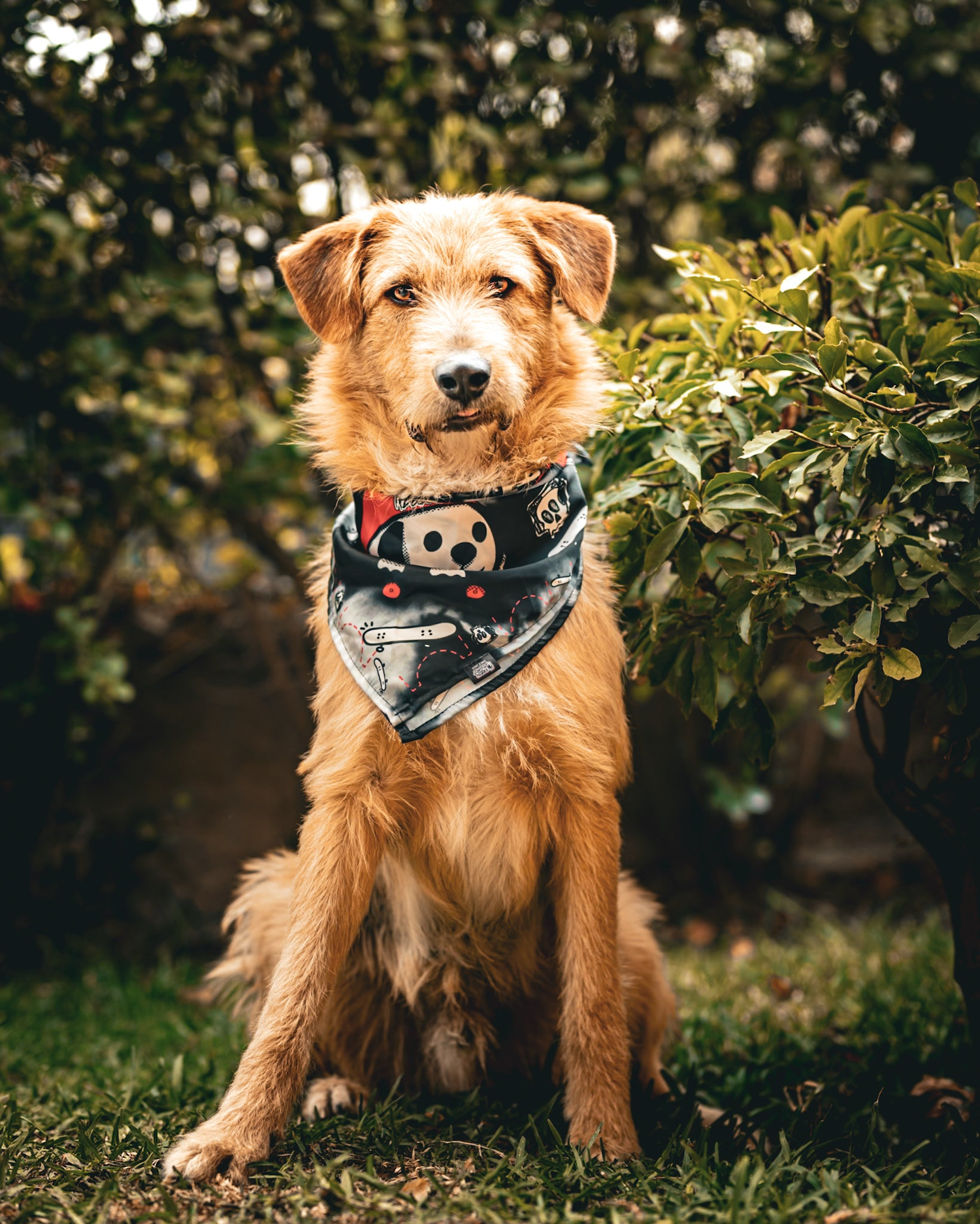 Colección pañuelos Doggos | Accesorios para mascotas