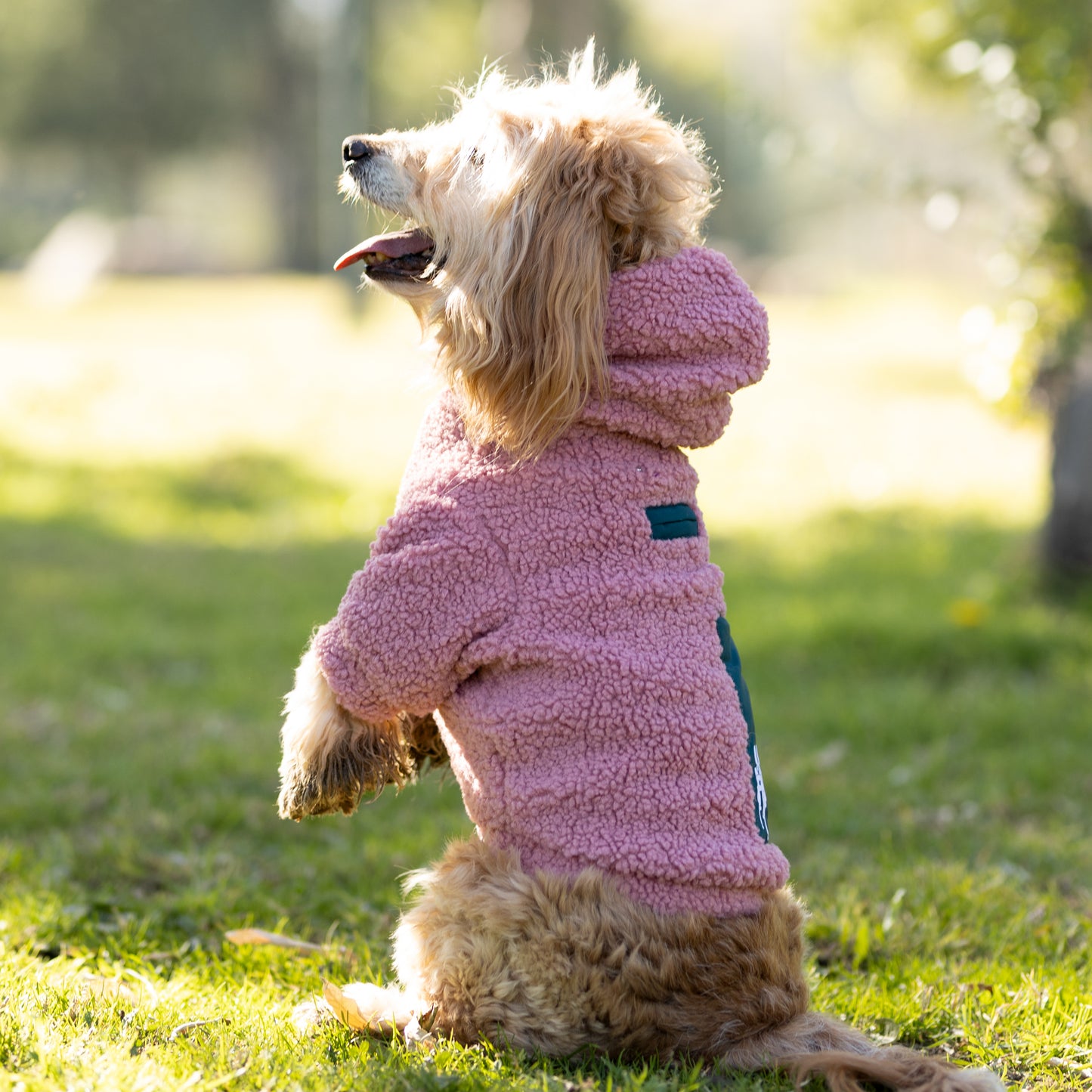 Chiporro Fresh Doggos - Colección Chiperros Fresh Doggos - Palo rosa, verde