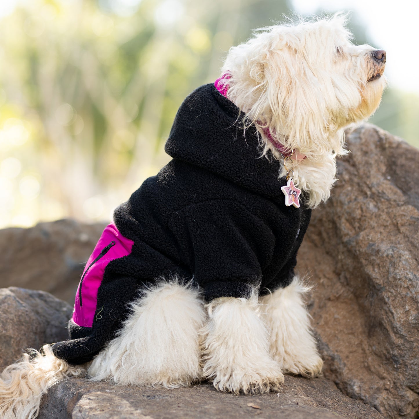 Chiporro Fresh Doggos - Colección Chiperros Fresh Doggos - Negro, fucsia