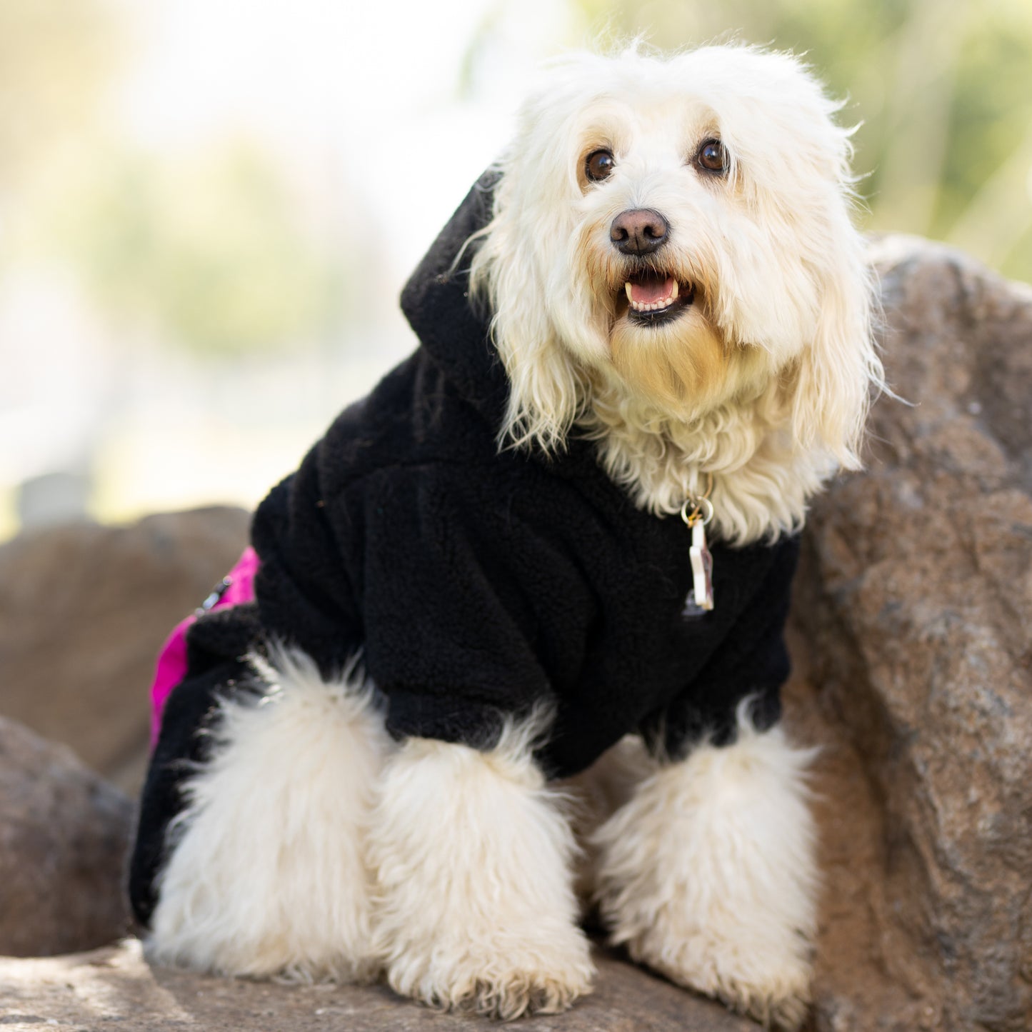 Chiporro Fresh Doggos - Colección Chiperros Fresh Doggos - Negro, fucsia