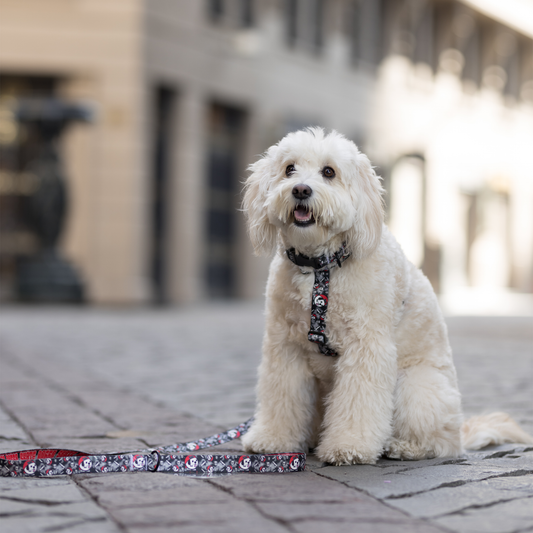 Arnés para perros, collares, correas de paseo tipo H Skate Doggo