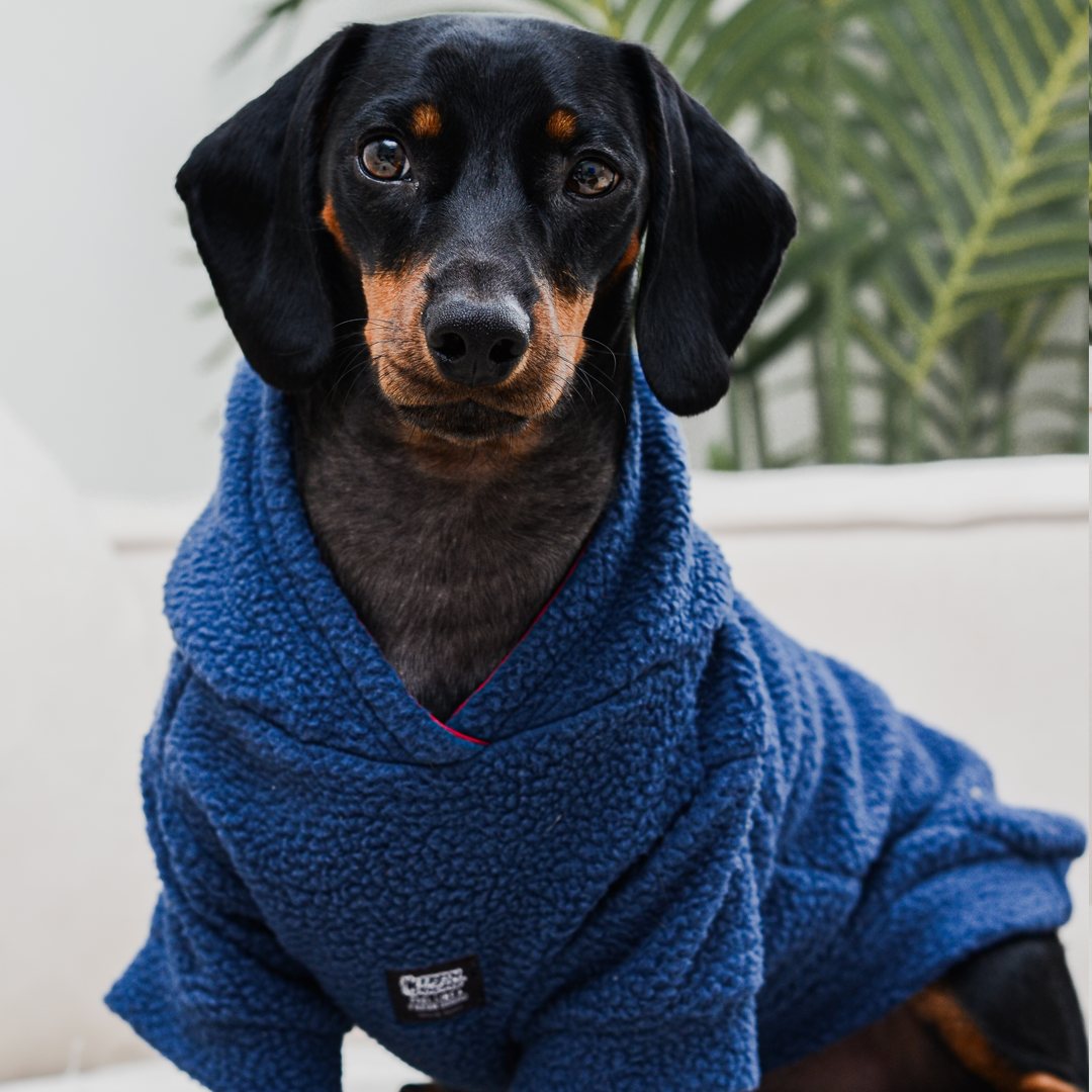 Chiporro para perro Chiperro Azul burdeo