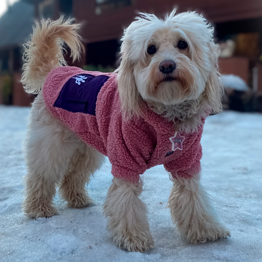 Chiporro para perro Chiperro palo rosa morado