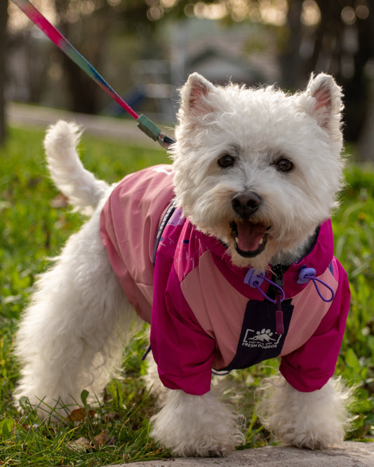 Impermeable para Perros Stay Wild – Fresh Doggos Rosado/Fucsia/Morado 🐶🌧️