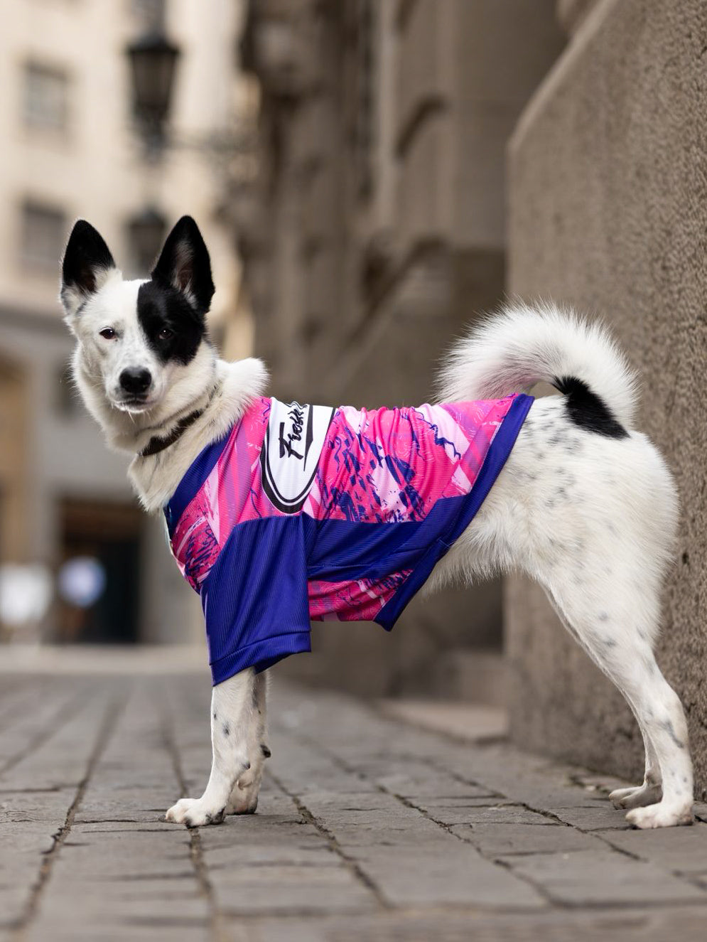 Colección FD26 Fucsia/Morado