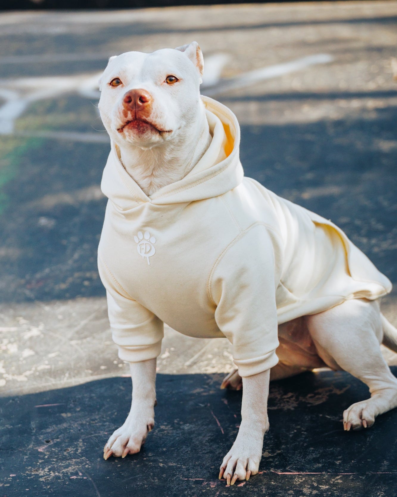 Polerón de Algodón para Perros - Colección FD26 | Colores de Temporada y Estampados Exclusivos FD26 — BONE