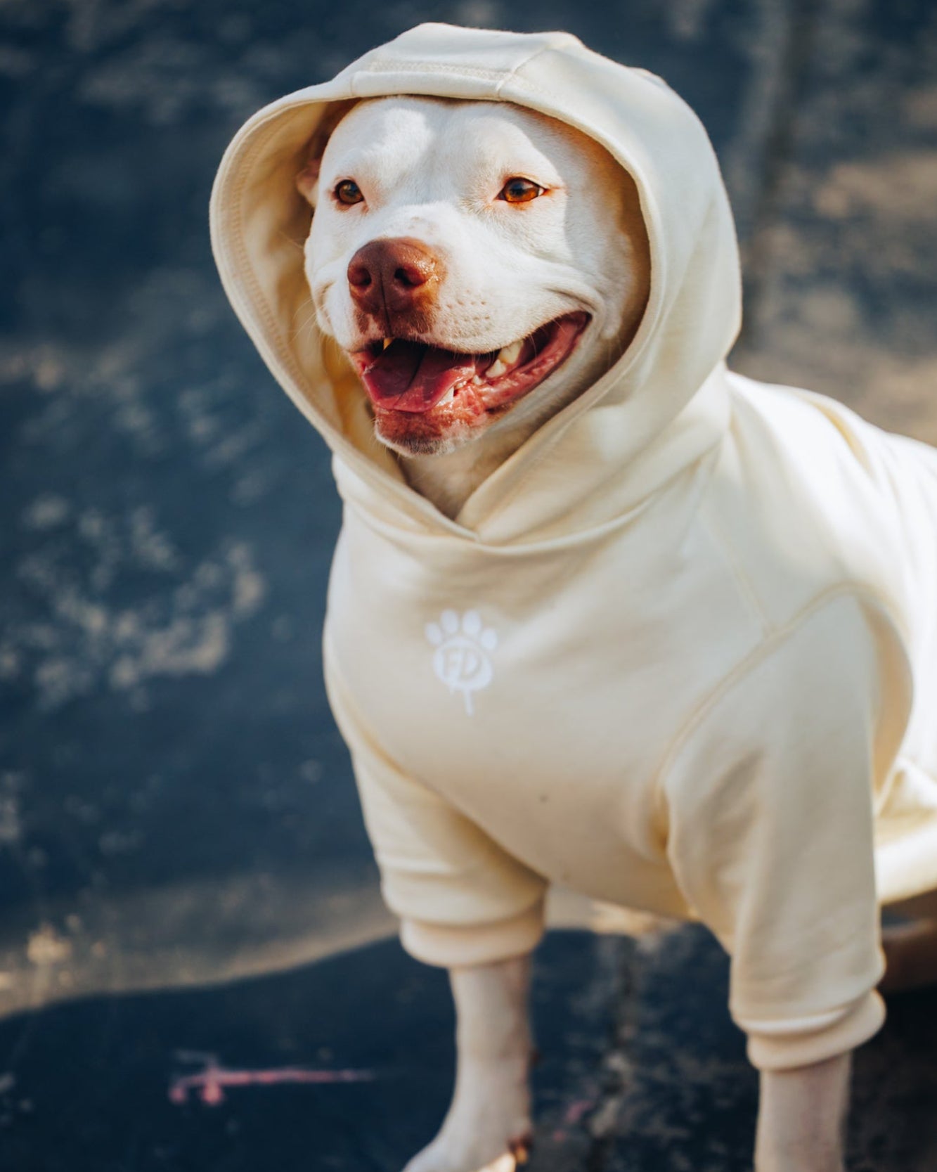Polerón de Algodón para Perros - Colección FD26 | Colores de Temporada y Estampados Exclusivos FD26 — BONE