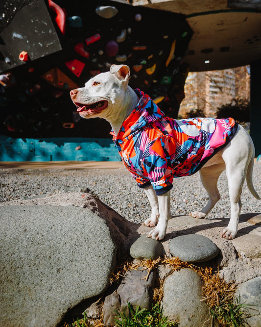 Polerón de Polyester Sublimado para Perros - Colección Actitud FD | Colores de Temporada y Estampados Exclusivos Full Color