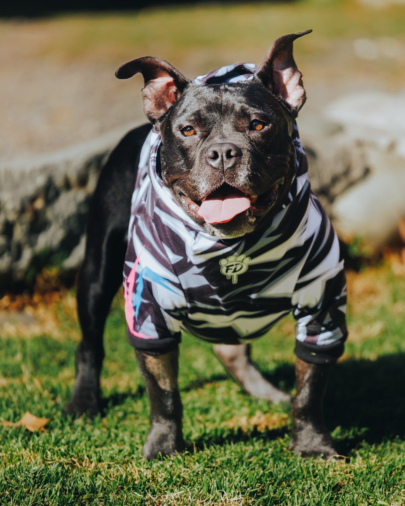Polerón de Polyester Sublimado para Perros - Colección Actitud FD26 | Colores de Temporada y Estampados Exclusivos Ziggy
