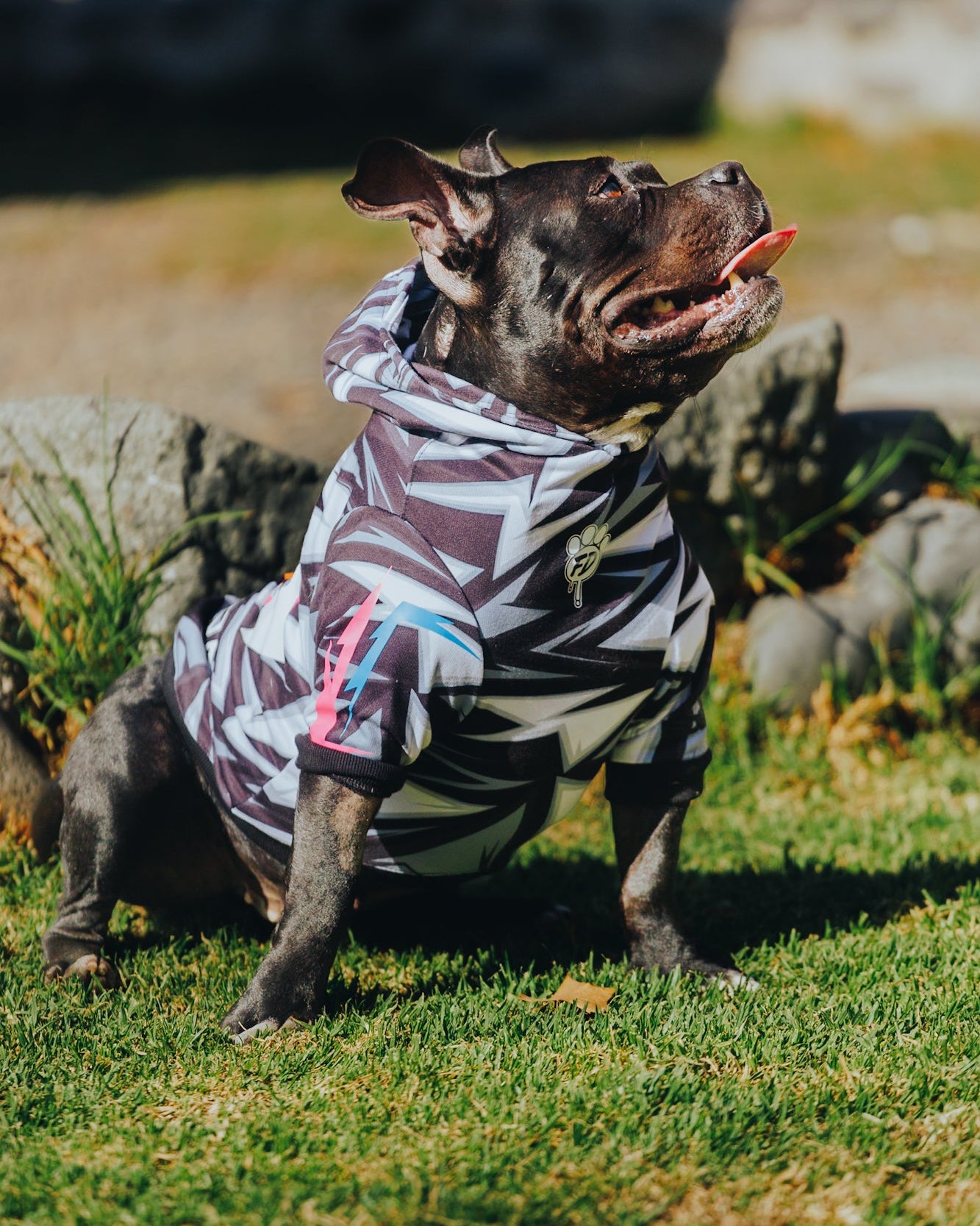 Polerón de Polyester Sublimado para Perros - Colección Actitud FD26 | Colores de Temporada y Estampados Exclusivos Ziggy