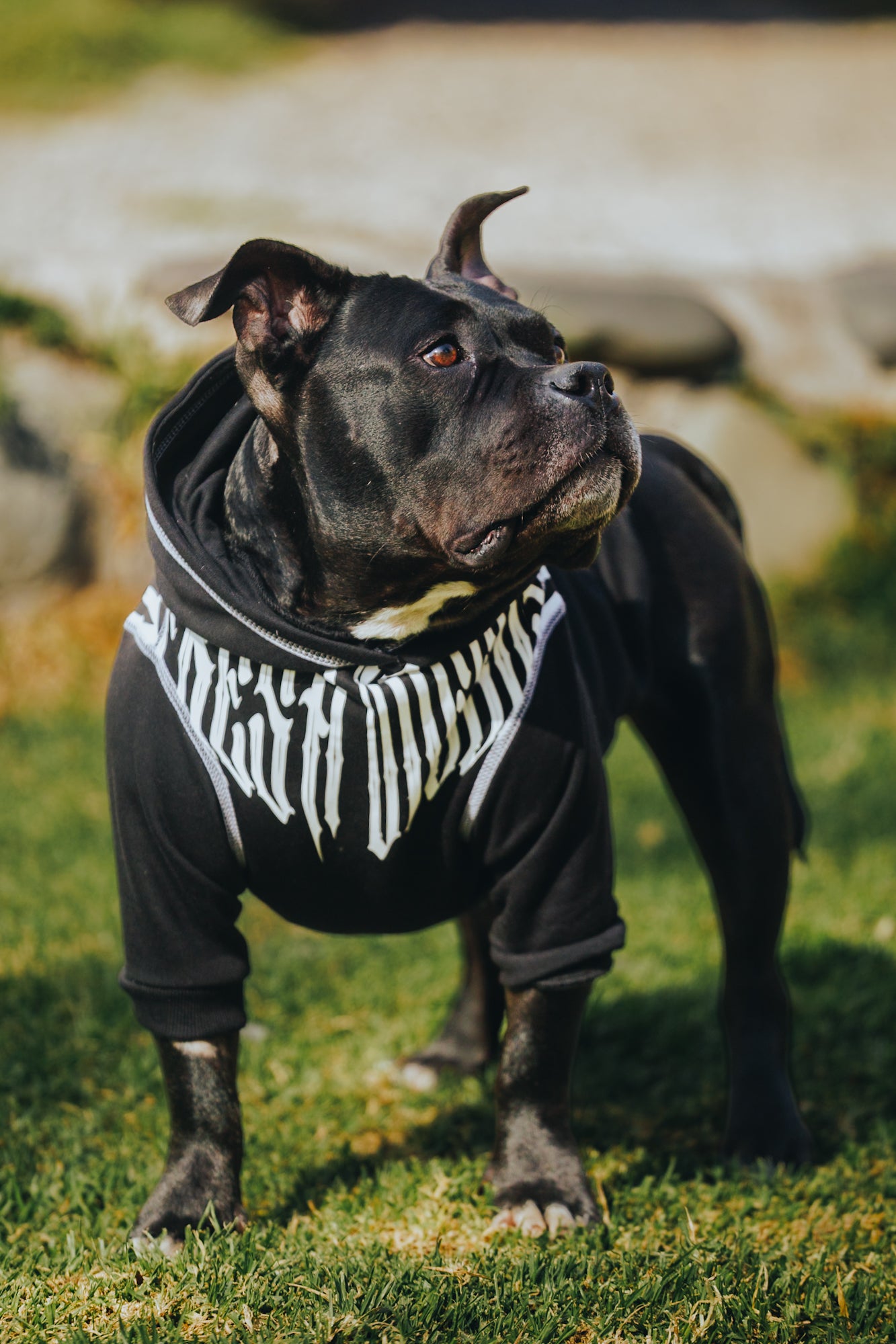 Polerón de Algodón para Perros - Colección FD26 | Colores de Temporada y Estampados Exclusivos FD26 — Blaze Edition