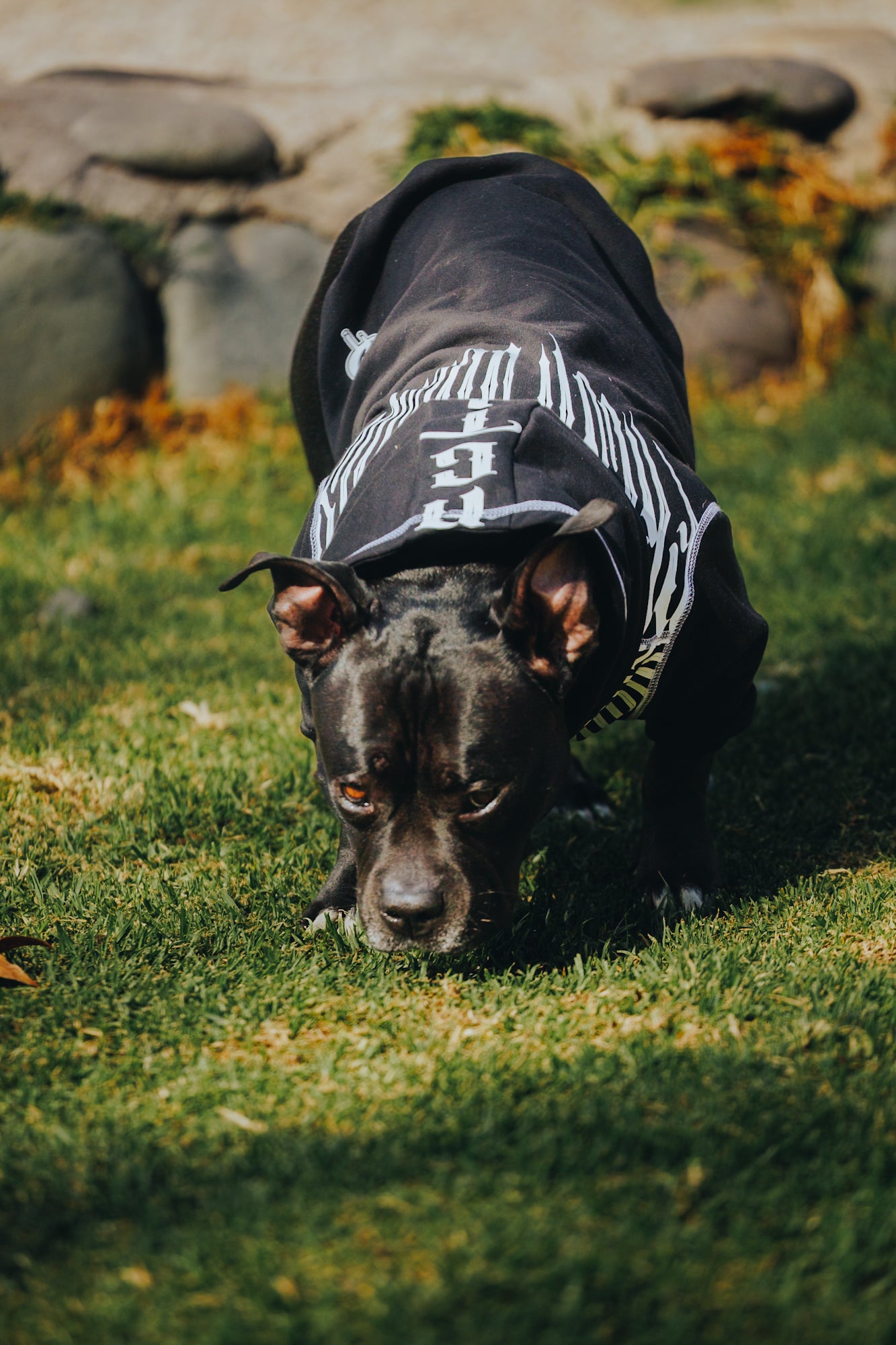 Polerón de Algodón para Perros - Colección FD26 | Colores de Temporada y Estampados Exclusivos FD26 — Blaze Edition