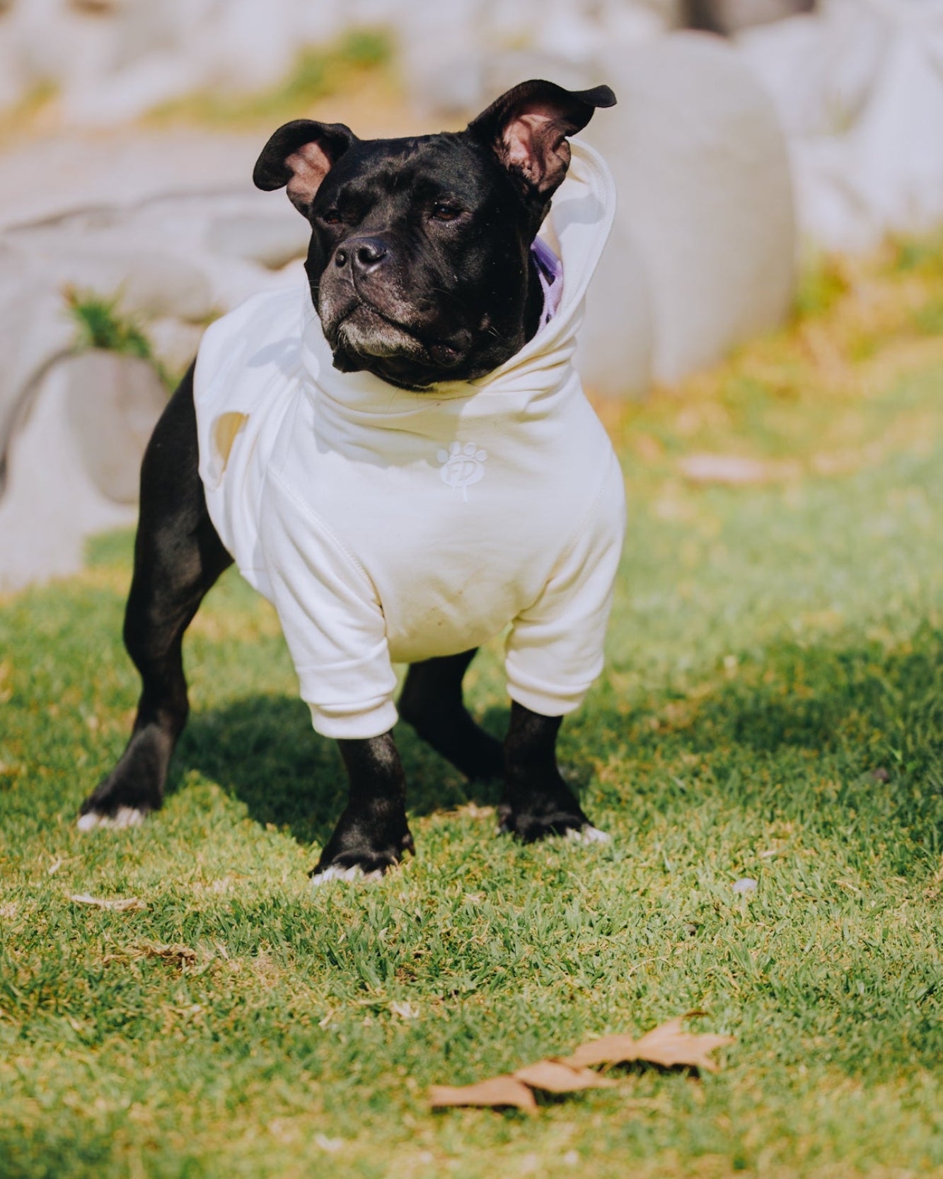 Polerón de Algodón para Perros - Colección FD26 | Colores de Temporada y Estampados Exclusivos FD26 — BONE