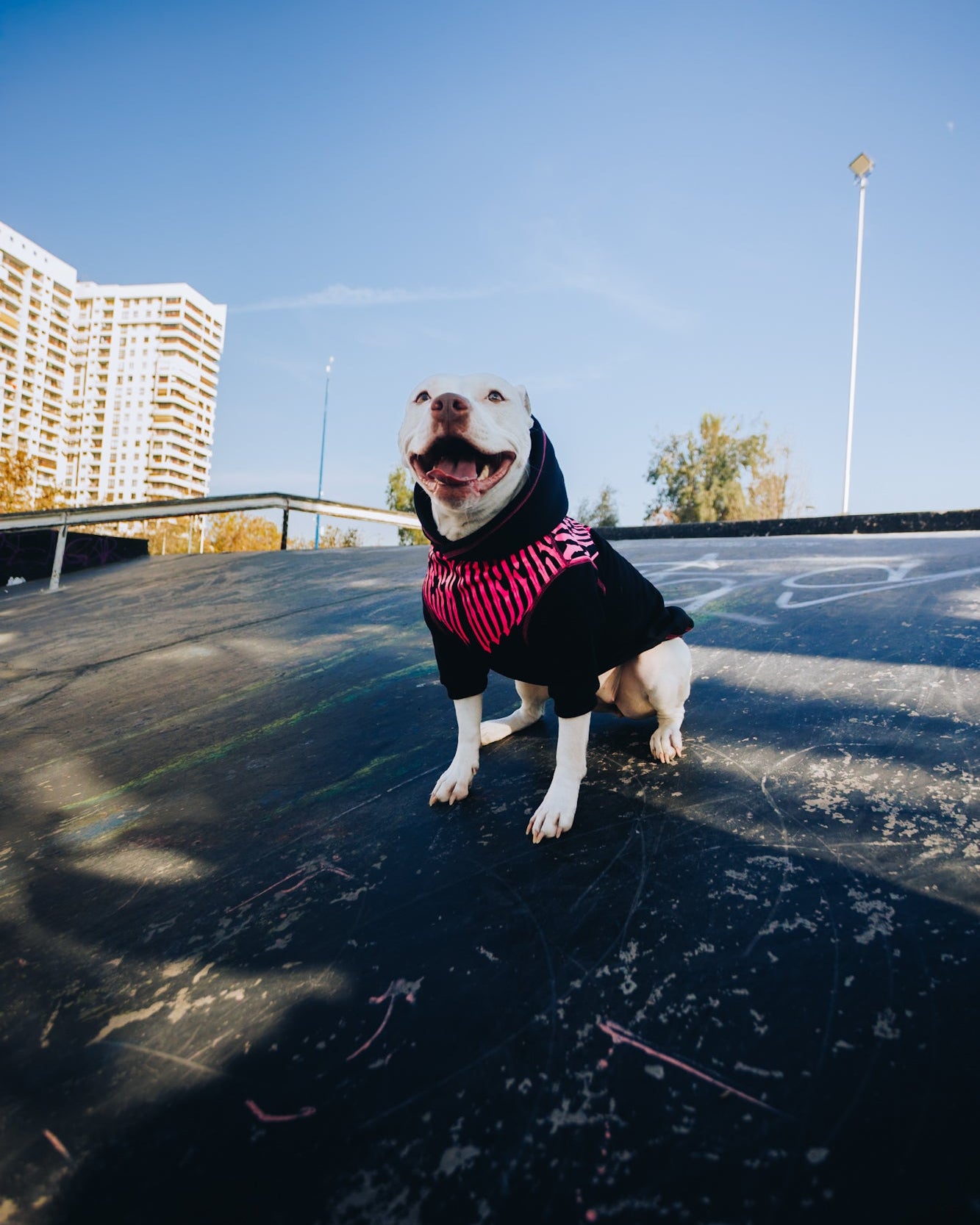 Polerón de Algodón para Perros - Colección FD26 | Colores de Temporada y Estampados Exclusivos FD26 — Blaze Edition Fucsia