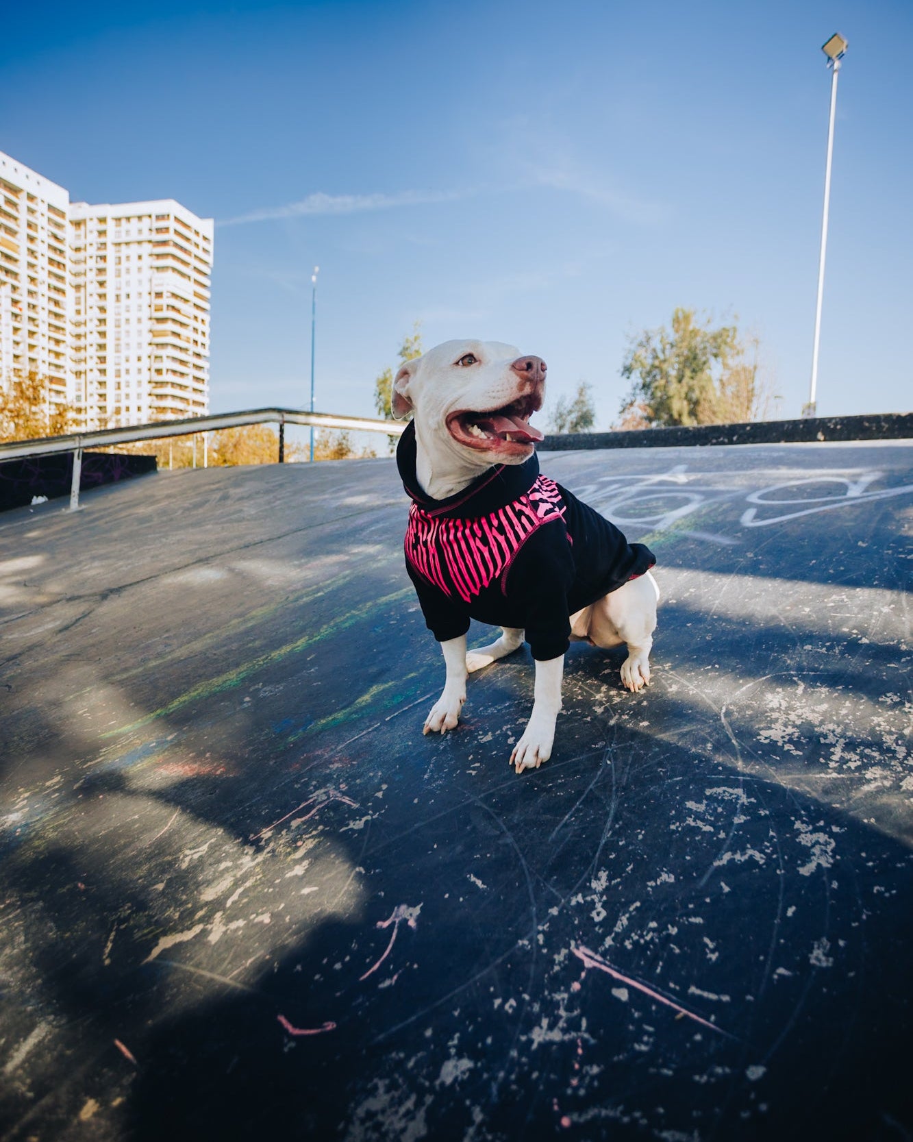Polerón de Algodón para Perros - Colección FD26 | Colores de Temporada y Estampados Exclusivos FD26 — Blaze Edition Fucsia