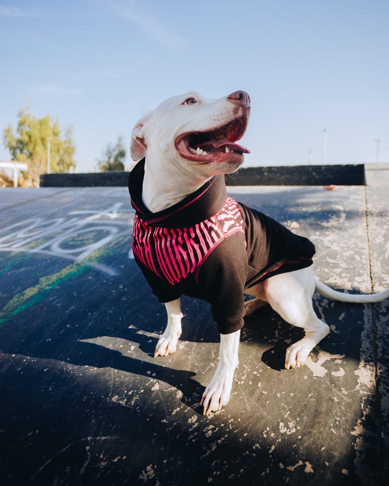 Polerón de Algodón para Perros - Colección FD26 | Colores de Temporada y Estampados Exclusivos FD26 — Blaze Edition Fucsia