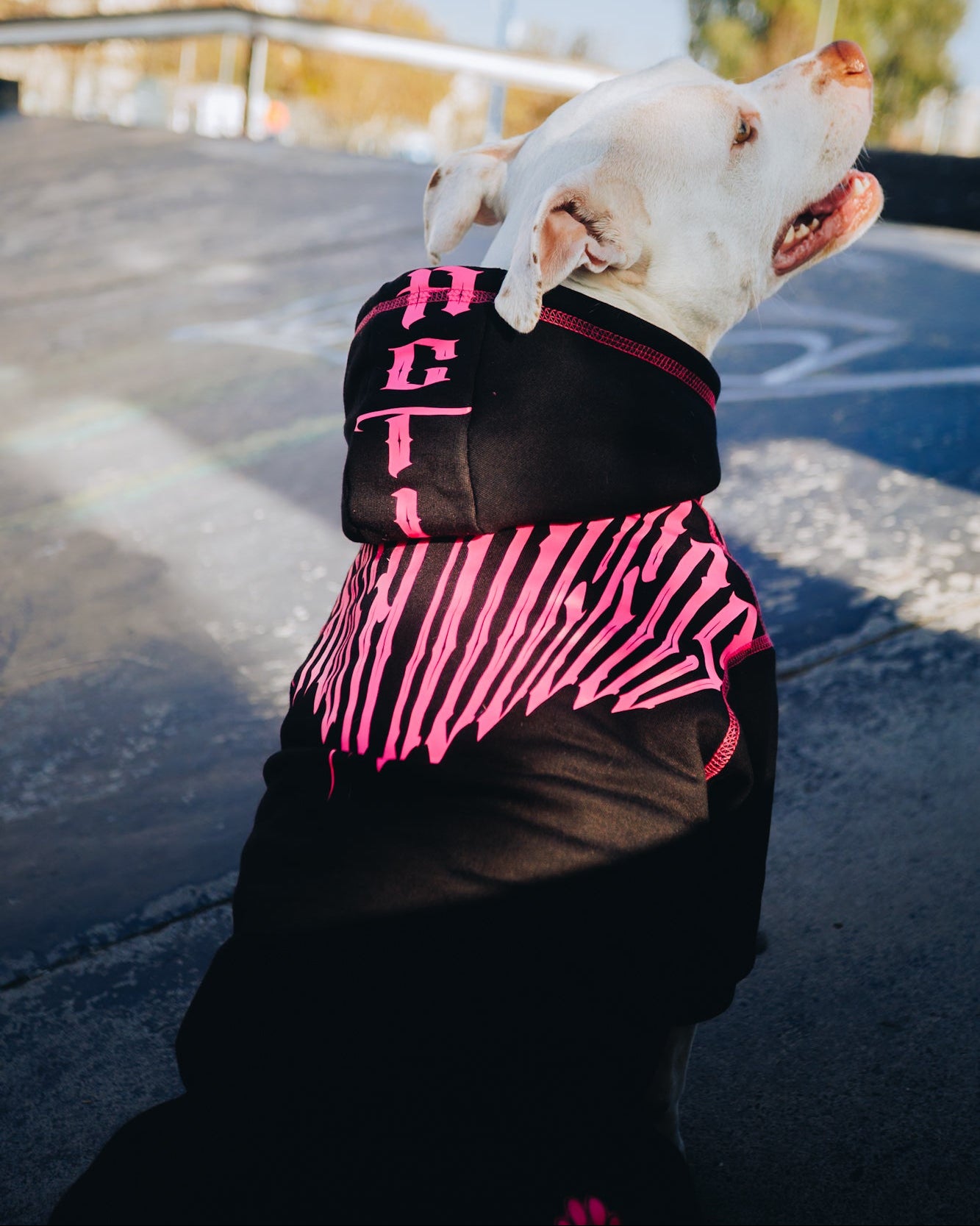 Polerón de Algodón para Perros - Colección FD26 | Colores de Temporada y Estampados Exclusivos FD26 — Blaze Edition Fucsia