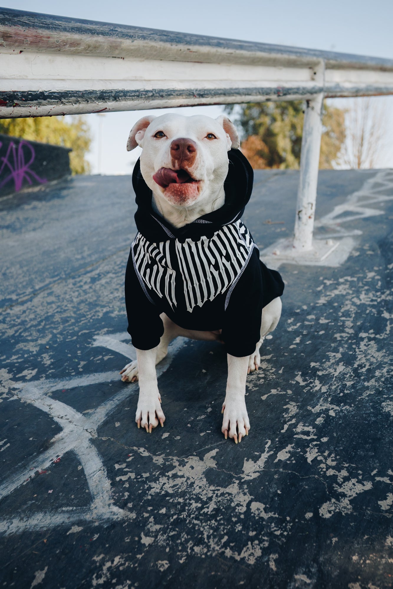 Polerón de Algodón para Perros - Colección FD26 | Colores de Temporada y Estampados Exclusivos FD26 — Blaze Edition