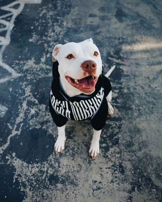 Polerón de Algodón para Perros - Colección FD26 | Colores de Temporada y Estampados Exclusivos FD26 — Blaze Edition