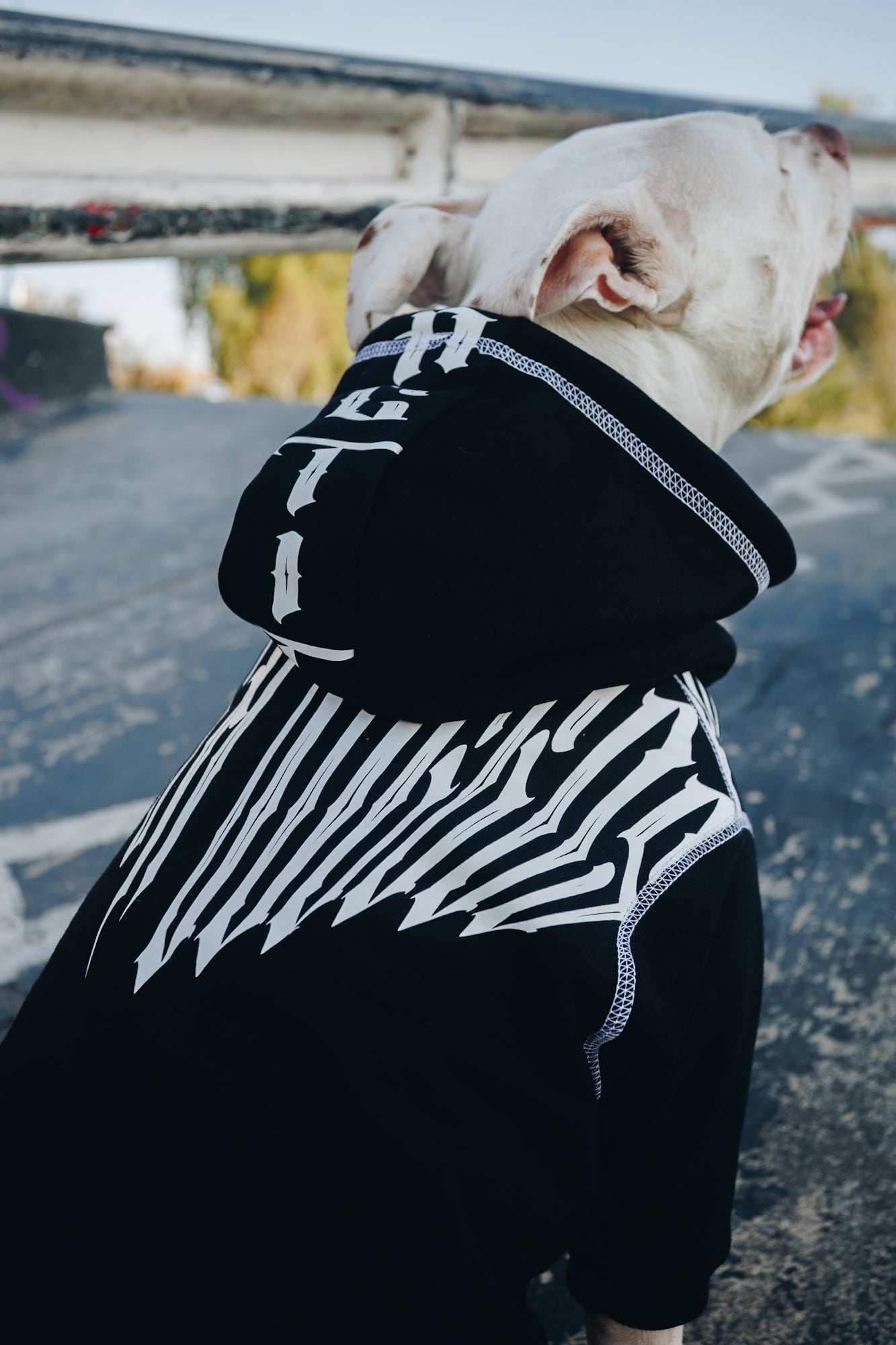Polerón de Algodón para Perros - Colección FD26 | Colores de Temporada y Estampados Exclusivos FD26 — Blaze Edition