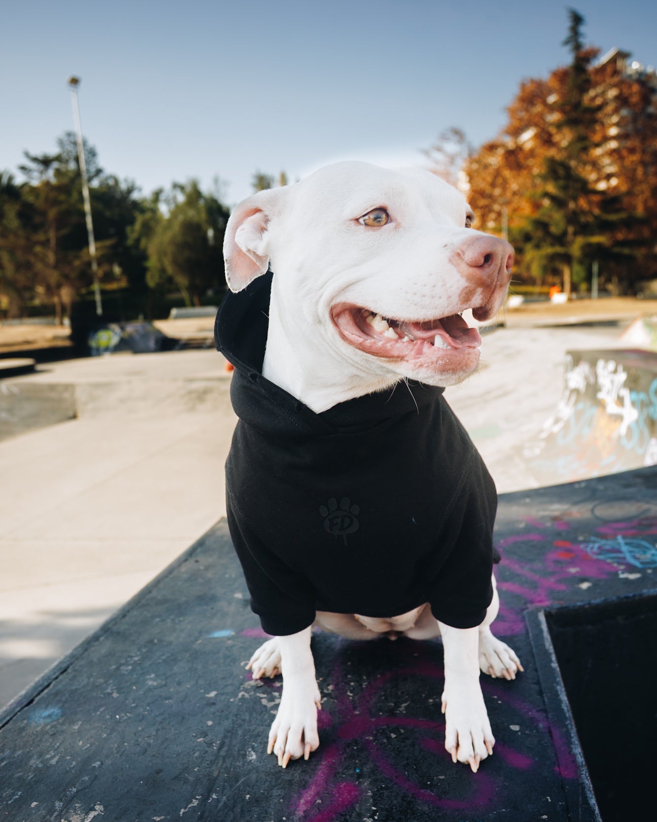 Polerón de Algodón para Perros - Colección FD26 | Colores de Temporada y Estampados Exclusivos FD26 — SHADOW