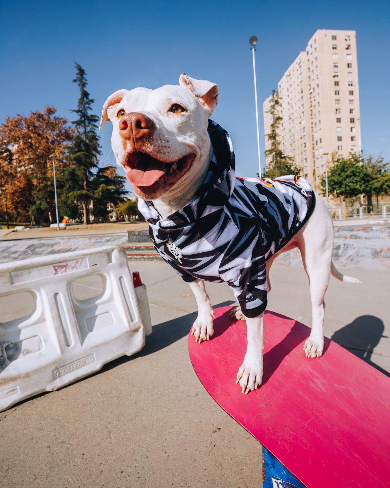 Polerón de Polyester Sublimado para Perros - Colección Actitud FD26 | Colores de Temporada y Estampados Exclusivos Ziggy