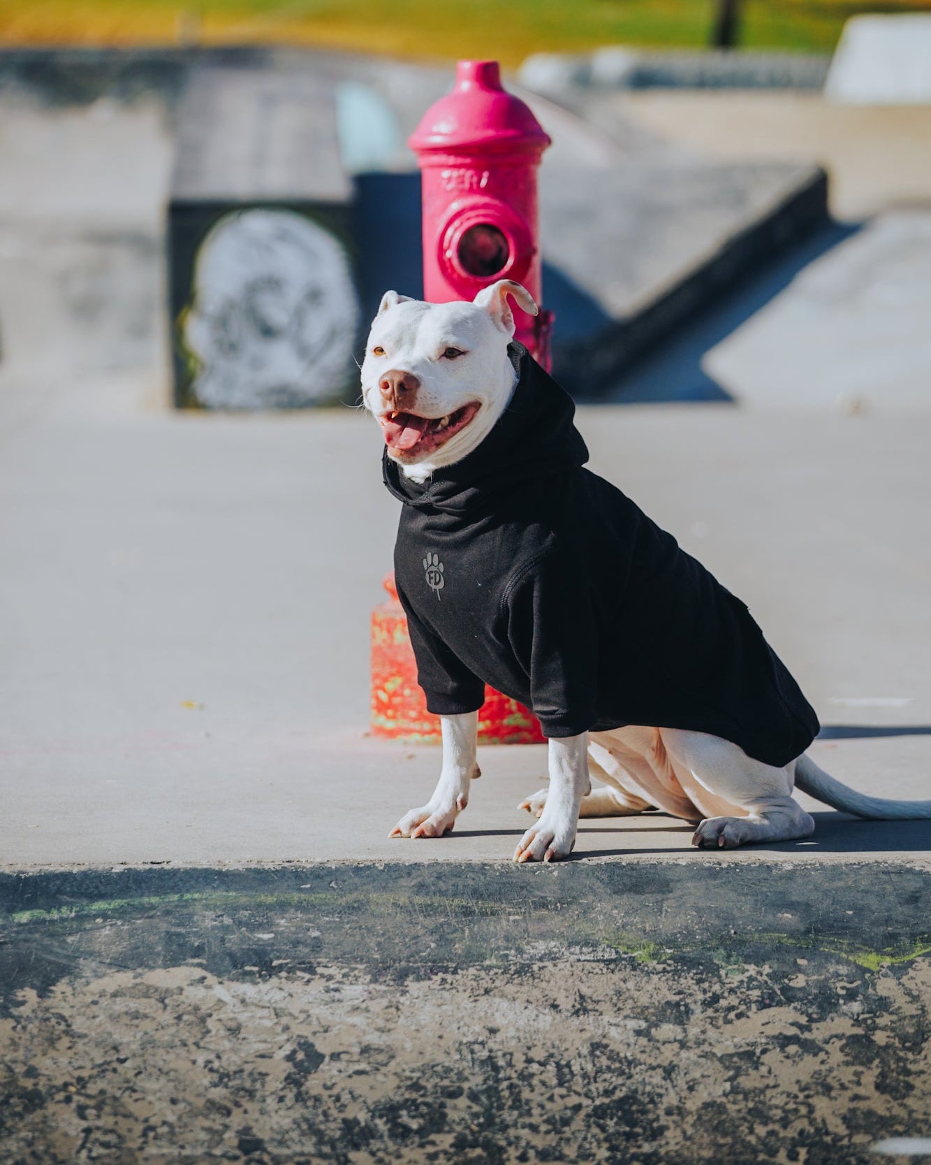 Polerón de Algodón para Perros - Colección FD26 | Colores de Temporada y Estampados Exclusivos FD26 — SHADOW