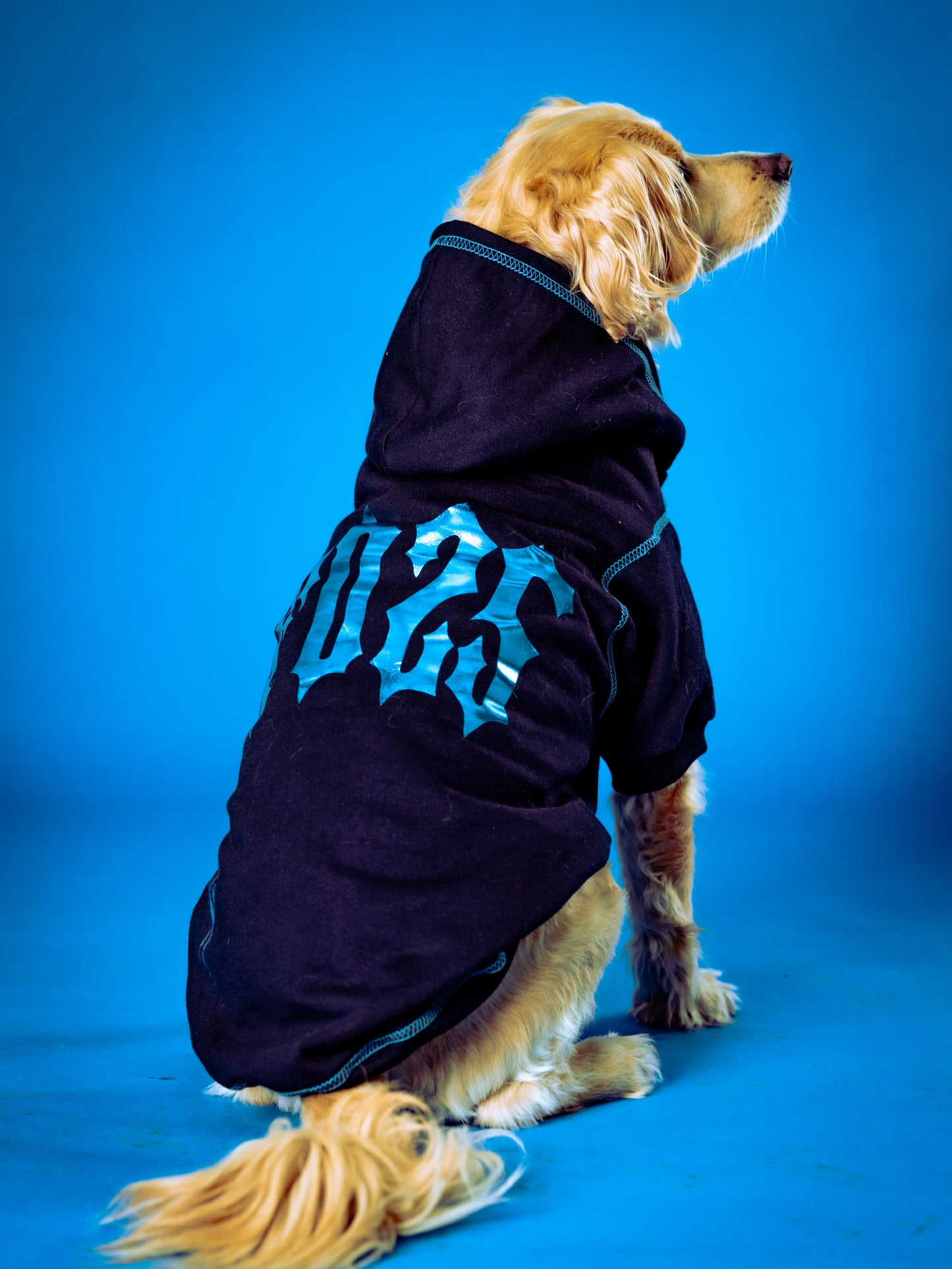 Polerón de Algodón para Perros - Colección FD25 2025 | Colores de Temporada y Estampados Exclusivos Negro/Cyan