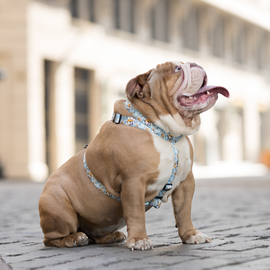 Arnés para perros, collares, correas de paseo tipo H Daisy Doggos