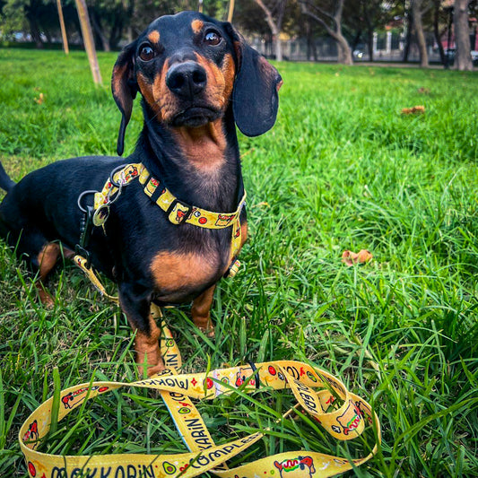 Arnés para perros tipo H, collares, correas de paseo complerrito