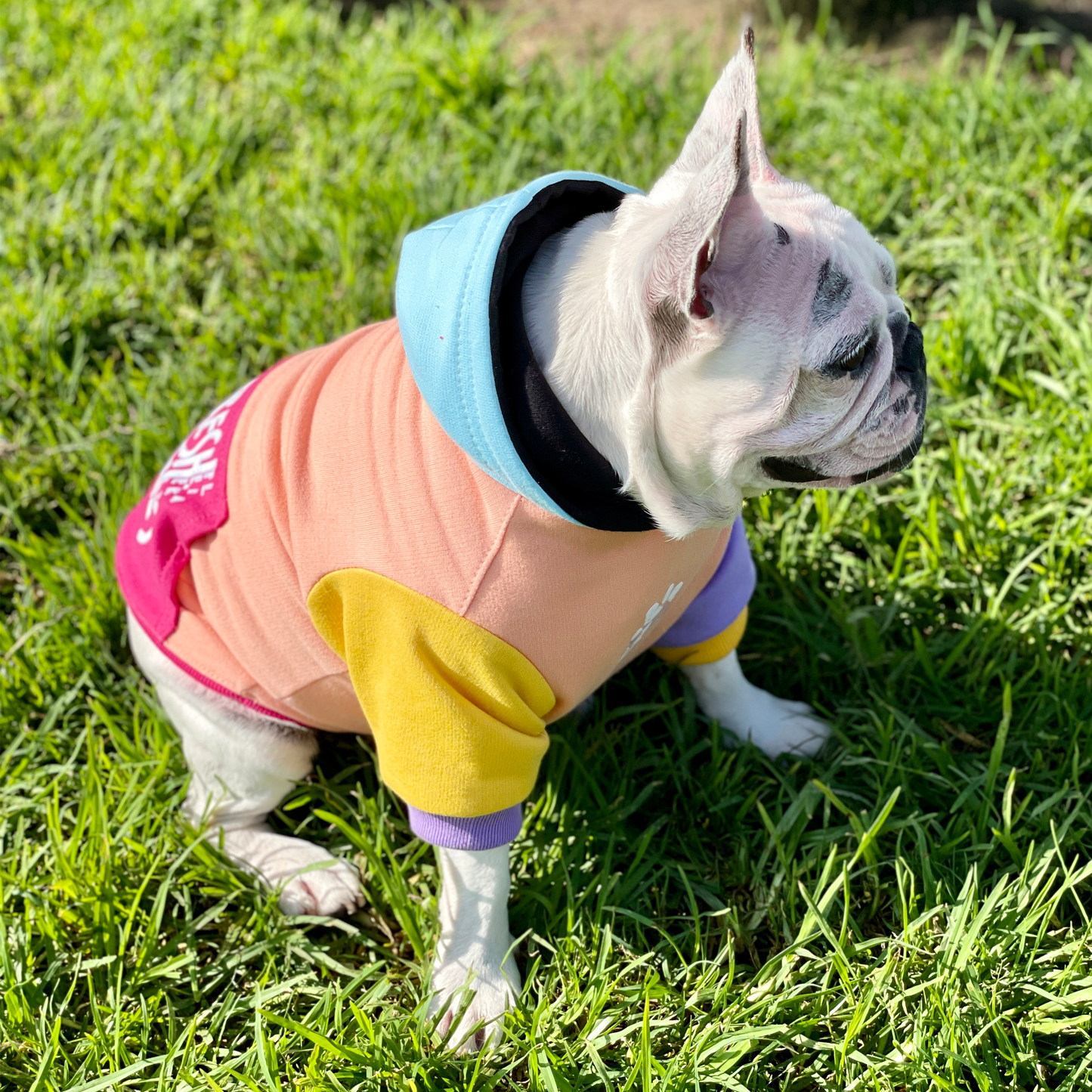 Polerón para perro Colors Damasco, Fucsia, Amarillo, Lila