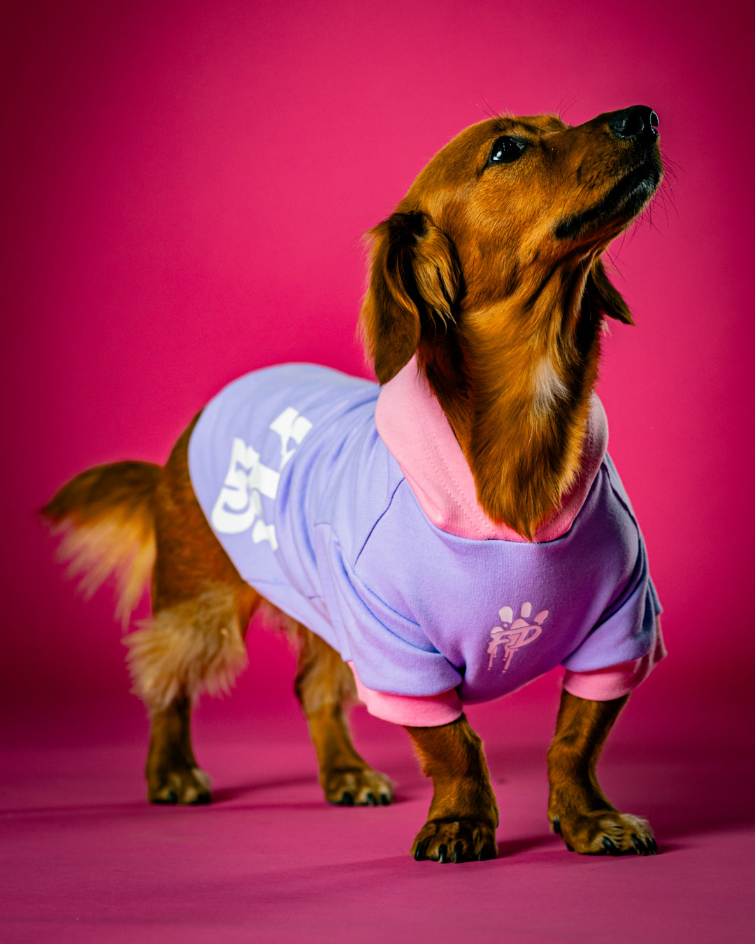 Polerón de Algodón para Perros - Colección FD25 2025 | Colores de Temporada y Estampados Exclusivos Rosado / Lila