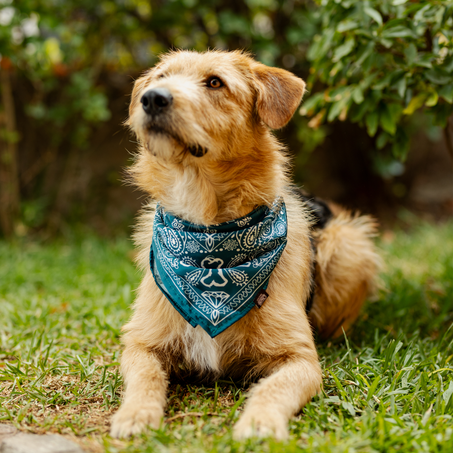Pañuelo Bandana para perros Fresh Paliacate