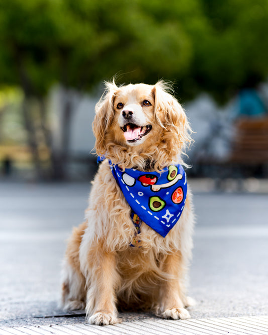 Pañuelo Bandana para perros Complerrito