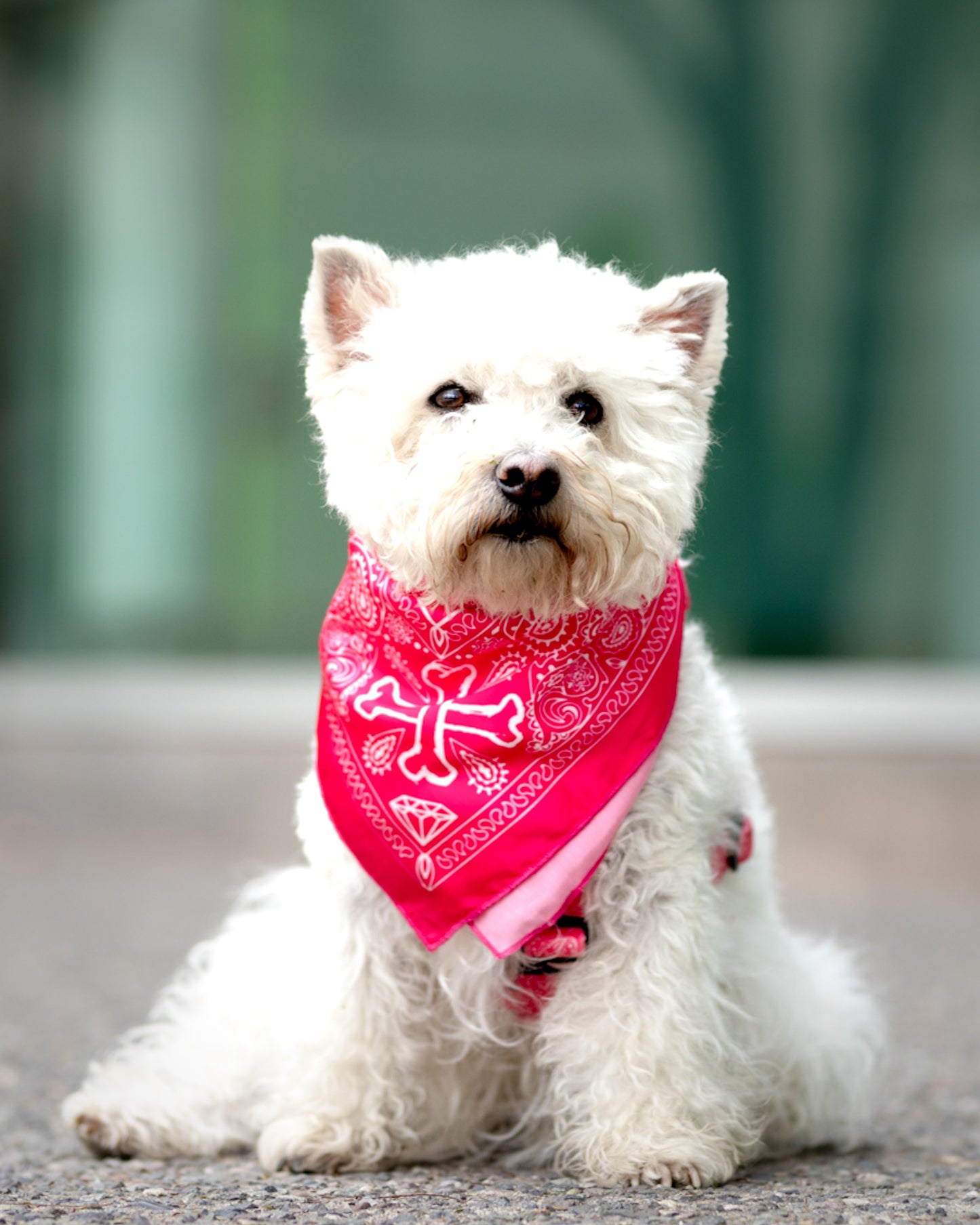 Pañuelo Bandana para perros Fresh Paliacate