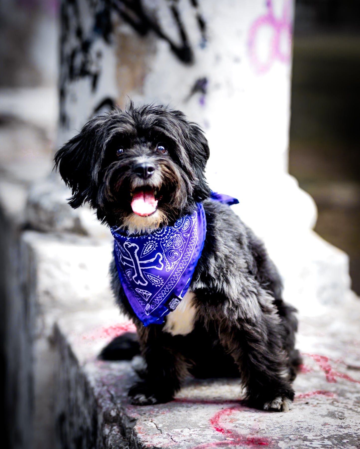 Pañuelo Bandana para perros Fresh Paliacate