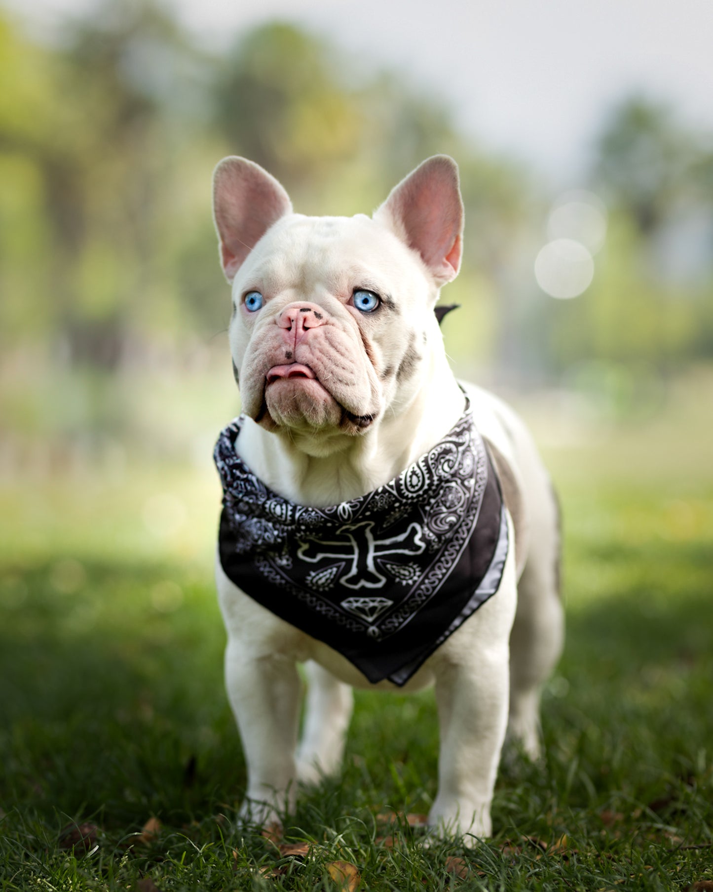 Pañuelo Bandana para perros Fresh Paliacate