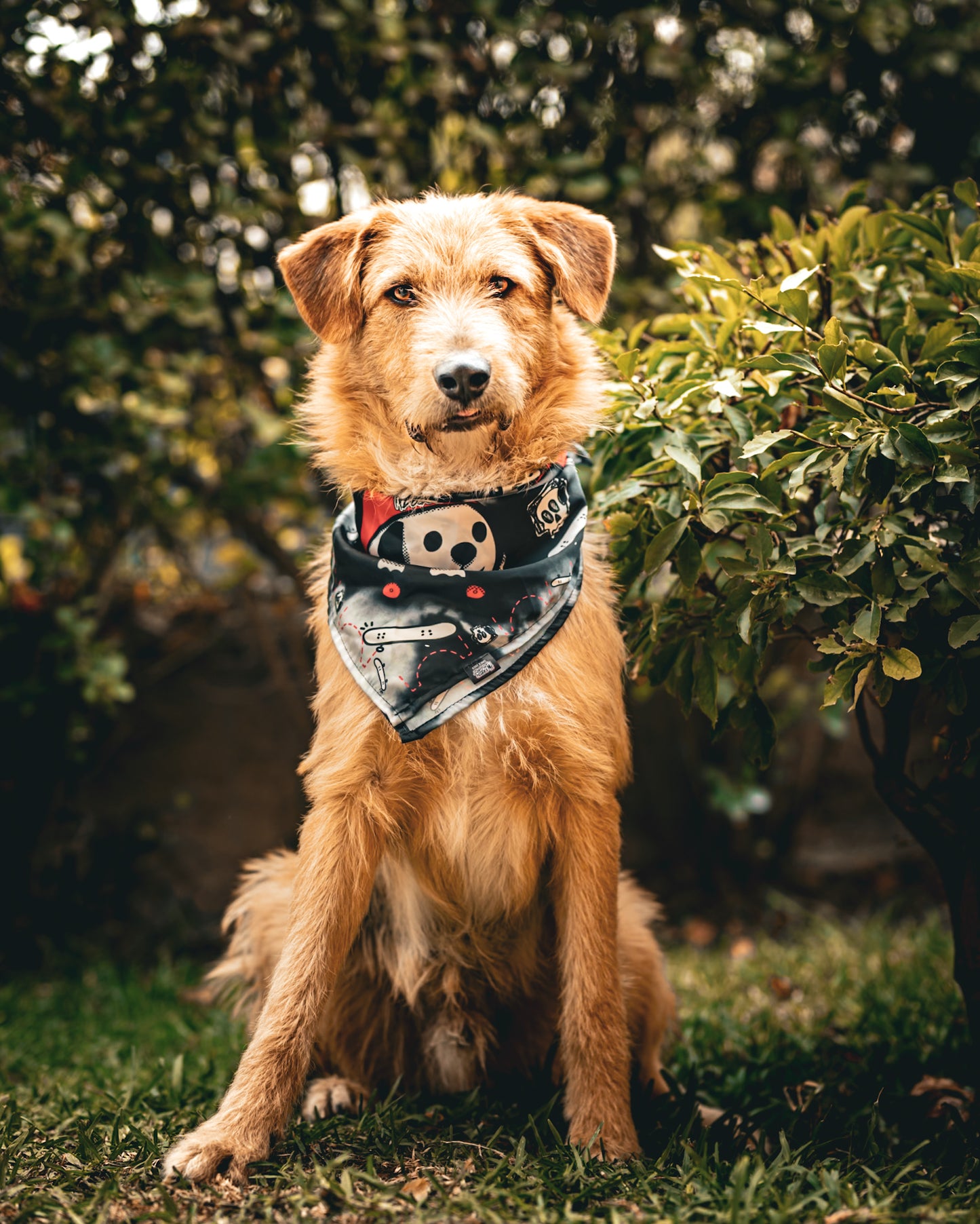 Pañuelo Bandana para perros Skate Dggo