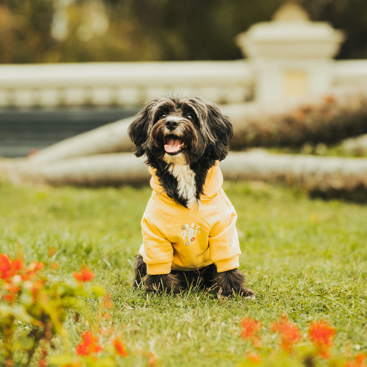 Polerón para Perro Colección Complerrito – x @mokka.rin Amarillo