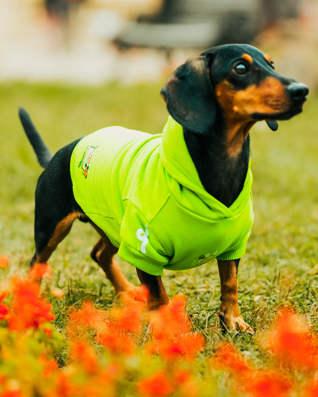 Polerón para Perro Colección Complerrito –  x @mokka.rin Verde