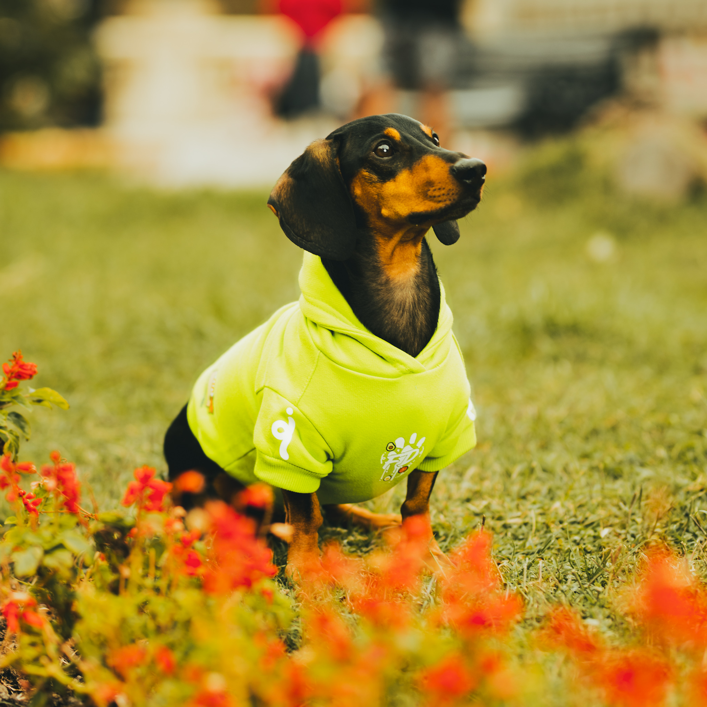 Polerón para Perro Colección Complerrito –  x @mokka.rin Verde